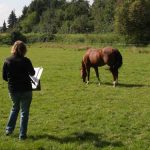 Workshop "Pferde"